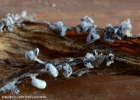 Attēlu rezultāti vaicājumam “Physarum compressum”