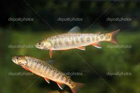 Image result for Salvelinus malma