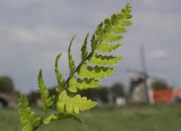 Attēlu rezultāti vaicājumam “Dryopteris cristata”
