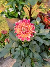 Image result for Dahlia x pinnata `Redskin`