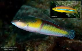 Image result for Halichoeres radiatus