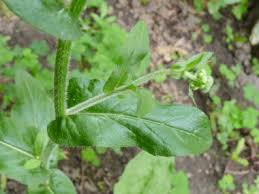 Attēlu rezultāti vaicājumam “Erigeron annuus leaf”