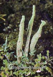 Attēlu rezultāti vaicājumam “Cladonia ochrochlora”