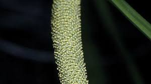 Attēlu rezultāti vaicājumam “Acoraceae”