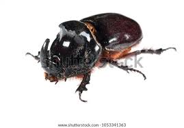 Attēlu rezultāti vaicājumam “Oryctes nasicornis male”