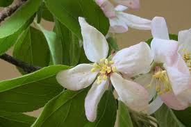Attēlu rezultāti vaicājumam “Malus prunifolia”