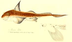 Image result for Hydrolagus colliei