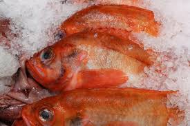 Image result for Sebastes