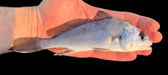 Image result for Aplodinotus grunniens