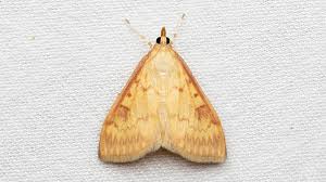 Attēlu rezultāti vaicājumam “Ostrinia nubilalis”