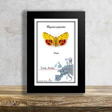 Attēlu rezultāti vaicājumam “Rhyparia purpurata”