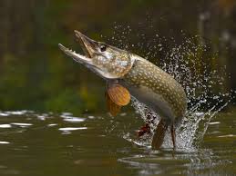 Image result for Esox lucius
