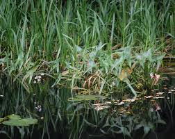 Attēlu rezultāti vaicājumam “Sagittaria sagittifolia”