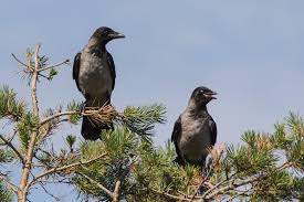 Attēlu rezultāti vaicājumam “Corvus cornix adult”