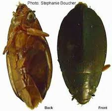 Attēlu rezultāti vaicājumam “Gyrinidae”