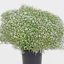 Attēlu rezultāti vaicājumam “Gypsophila fastigiata flower”