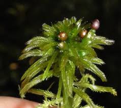 Attēlu rezultāti vaicājumam “Sphagnum cuspidatum”