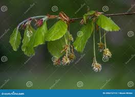 Attēlu rezultāti vaicājumam “Fagus sylvatica male flower”