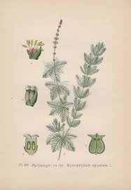 Attēlu rezultāti vaicājumam “Myriophyllum spicatum”