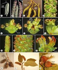 Attēlu rezultāti vaicājumam “Betula nana female flower”