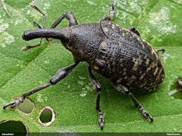 Attēlu rezultāti vaicājumam “Larinus sp.”