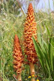 Attēlu rezultāti vaicājumam “Orobanche elatior”