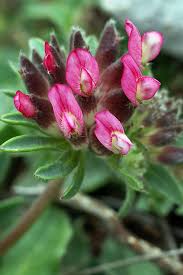 Image result for Anthyllis vulneraria rubra