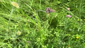Attēlu rezultāti vaicājumam “Lycaena tityrus male”