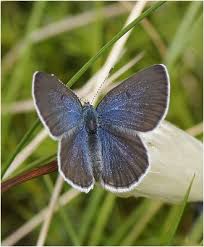 Attēlu rezultāti vaicājumam “Vacciniina optilete”