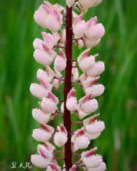 Attēlu rezultāti vaicājumam “Lupinus polyphyllus fruit”