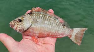 Image result for Sparisoma viride