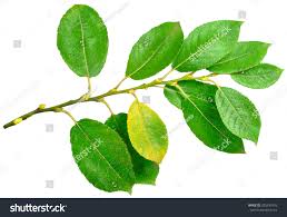 Attēlu rezultāti vaicājumam “Salix caprea leaf”