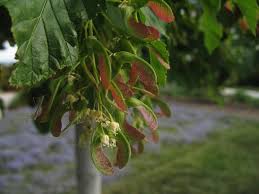 Attēlu rezultāti vaicājumam “Acer tataricum fruit”