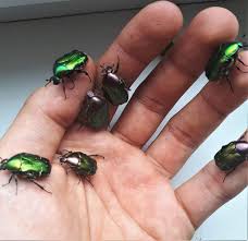 Attēlu rezultāti vaicājumam “Cetonia aurata”