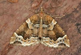 Attēlu rezultāti vaicājumam “Eulithis prunata”