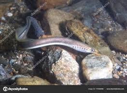 Attēlu rezultāti vaicājumam “Lampetra planeri”