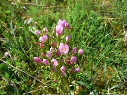 Attēlu rezultāti vaicājumam “Centaurium erythraea flower”