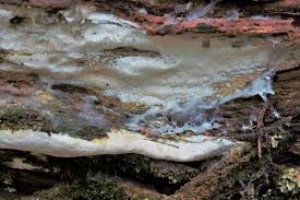 Attēlu rezultāti vaicājumam “Sidera lenis”