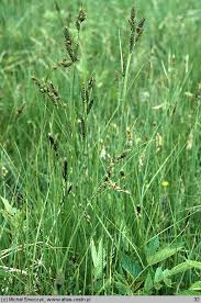 Attēlu rezultāti vaicājumam “Carex hartmanii”