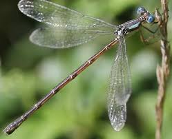 Attēlu rezultāti vaicājumam “Lestidae”
