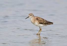 Image result for Calidris subminuta
