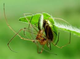 Attēlu rezultāti vaicājumam “Tetragnatha extensa”