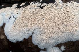 Attēlu rezultāti vaicājumam “Ceriporiopsis aneirina”