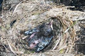 Attēlu rezultāti vaicājumam “Turdus merula eggs”