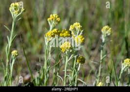 Attēlu rezultāti vaicājumam “Helichrysum arenarium leaf”