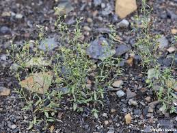 Attēlu rezultāti vaicājumam “Microrrhinum minus leaf”