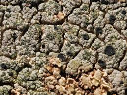 Attēlu rezultāti vaicājumam “Trapeliopsis flexuosa”