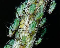 Attēlu rezultāti vaicājumam “Macrosiphoniella millefolii”