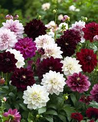Image result for Dahlia Darkarin`
