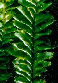 Attēlu rezultāti vaicājumam “Plagiochila”